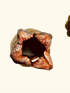 Alien Egg Hideout — original product view 3