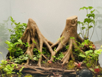 Amazonas Big Roots Background — designer reference view