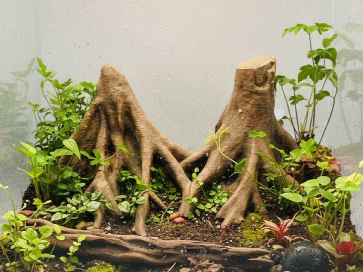 Amazonas Big Roots Background — designer reference view
