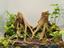 Amazonas Big Roots Background — designer reference view