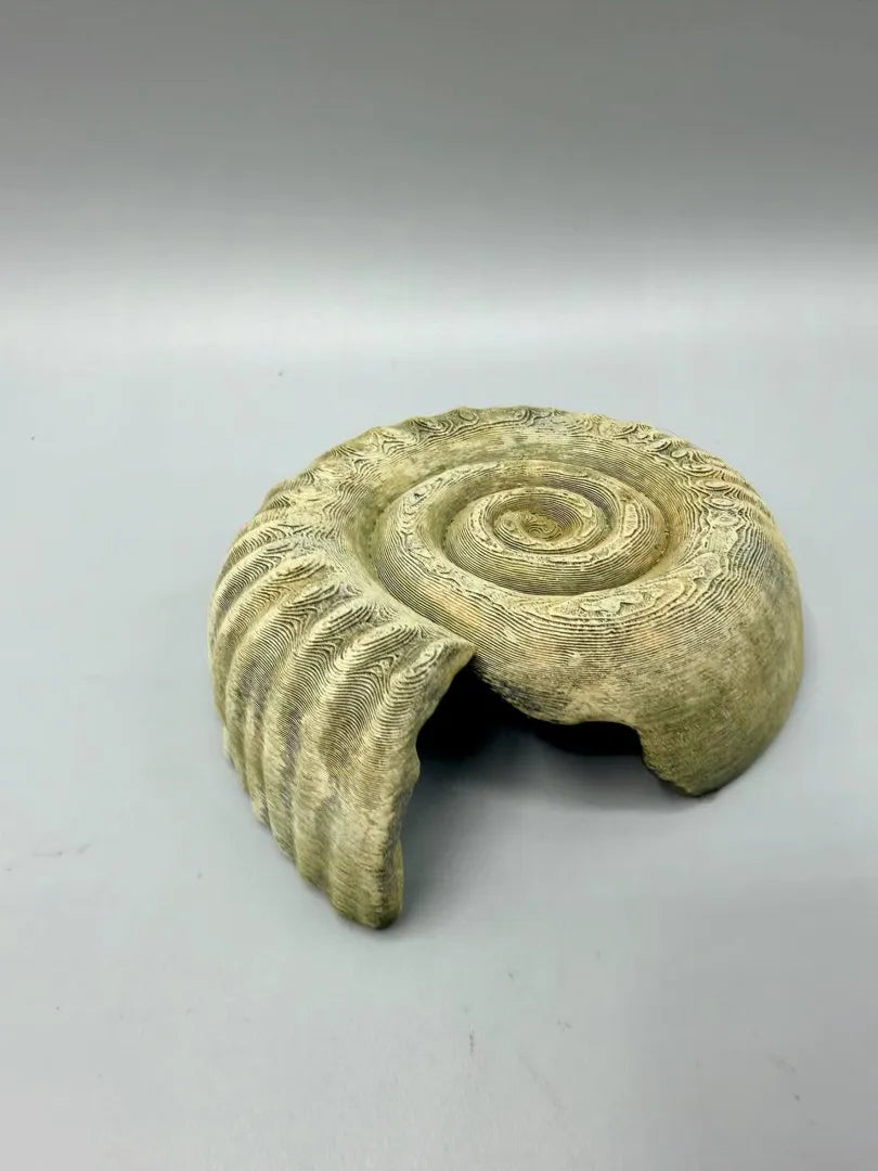 Ammonite Hide — licensed designer photo; supplied unpainted in your chosen PETG colour