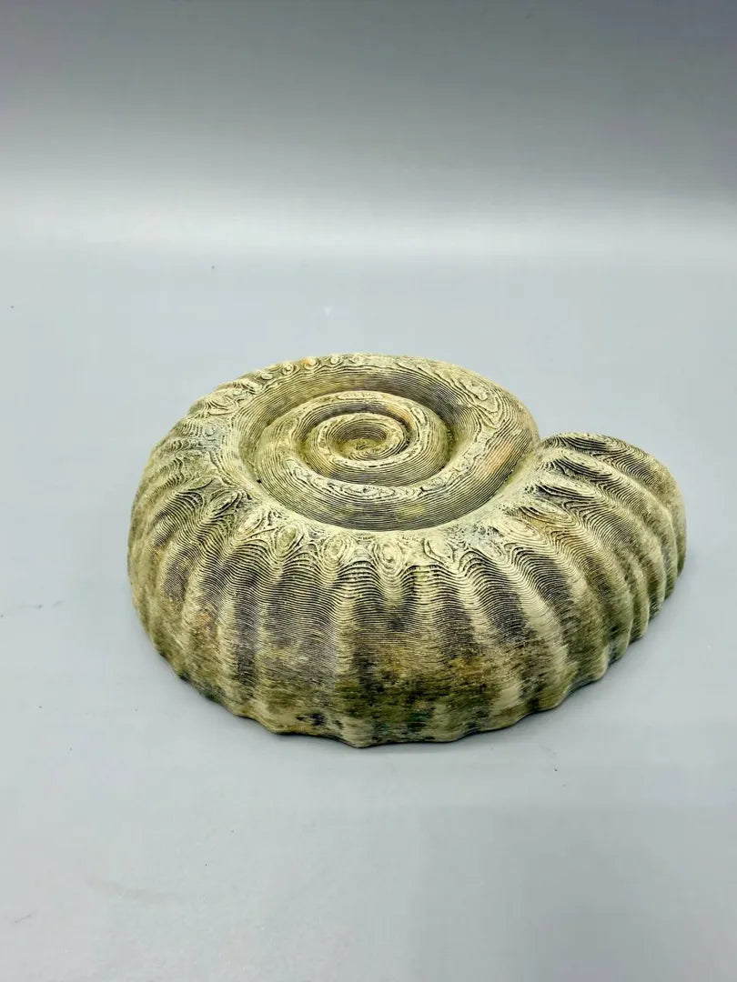 Ammonite Hide — licensed designer photo; supplied unpainted in your chosen PETG colour
