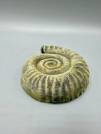 Ammonite Hide — licensed designer photo; supplied unpainted in your chosen PETG colour