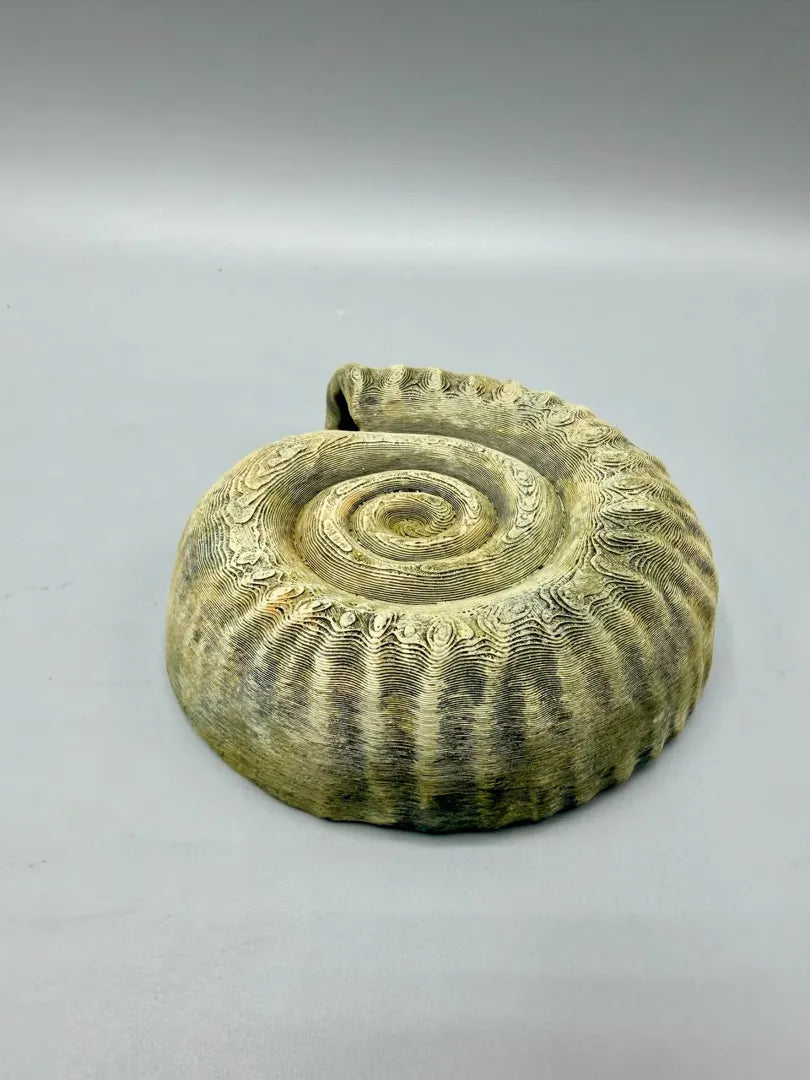 Ammonite Hide — licensed designer photo; supplied unpainted in your chosen PETG colour