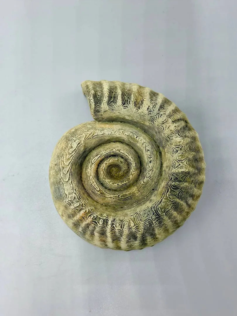 Ammonite Hide — licensed designer photo; supplied unpainted in your chosen PETG colour