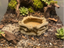 Bone Bowl — designer reference view
