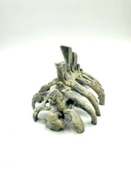 Bones — rib arch view 2