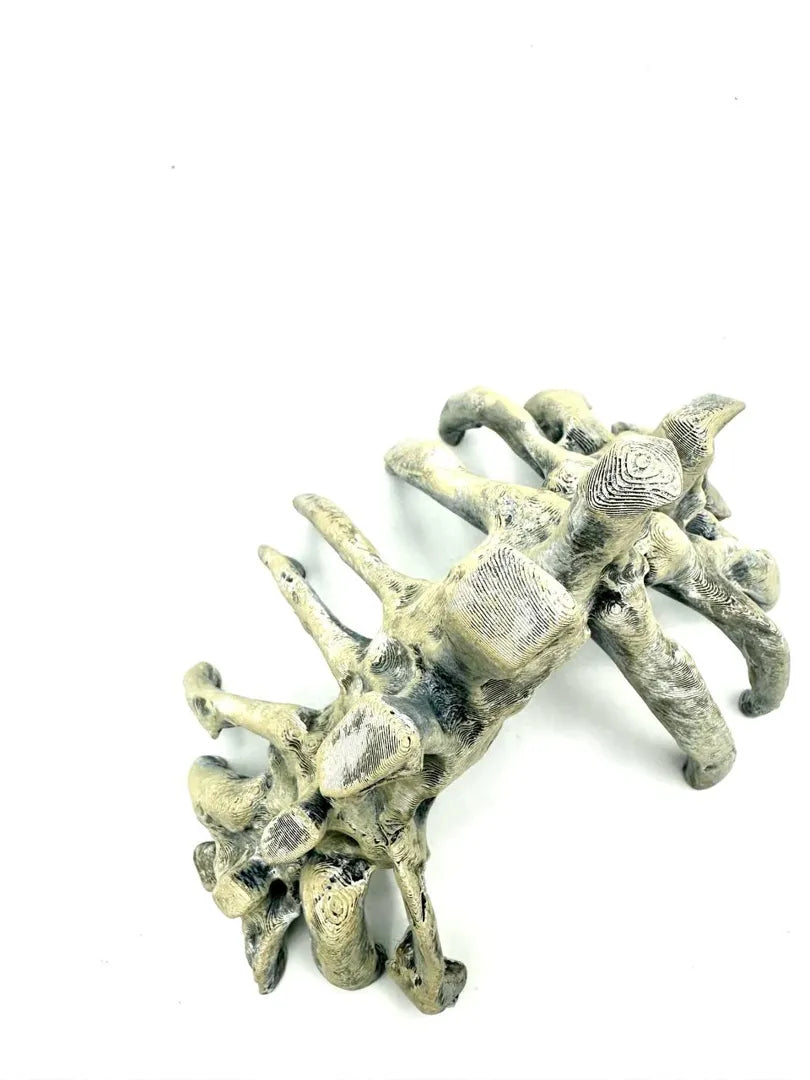 Bones — underside view