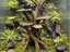 Climbing Tree — designer reference view