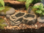 Double Bowl — designer reference view