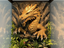 Dragon Guardian sculpted background — original designer photo 1