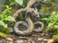 Dragon Snake — designer reference view