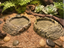 EasyClimb Nature Dish — designer reference view