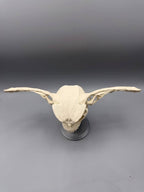 Gremlin Skull — original designer photograph