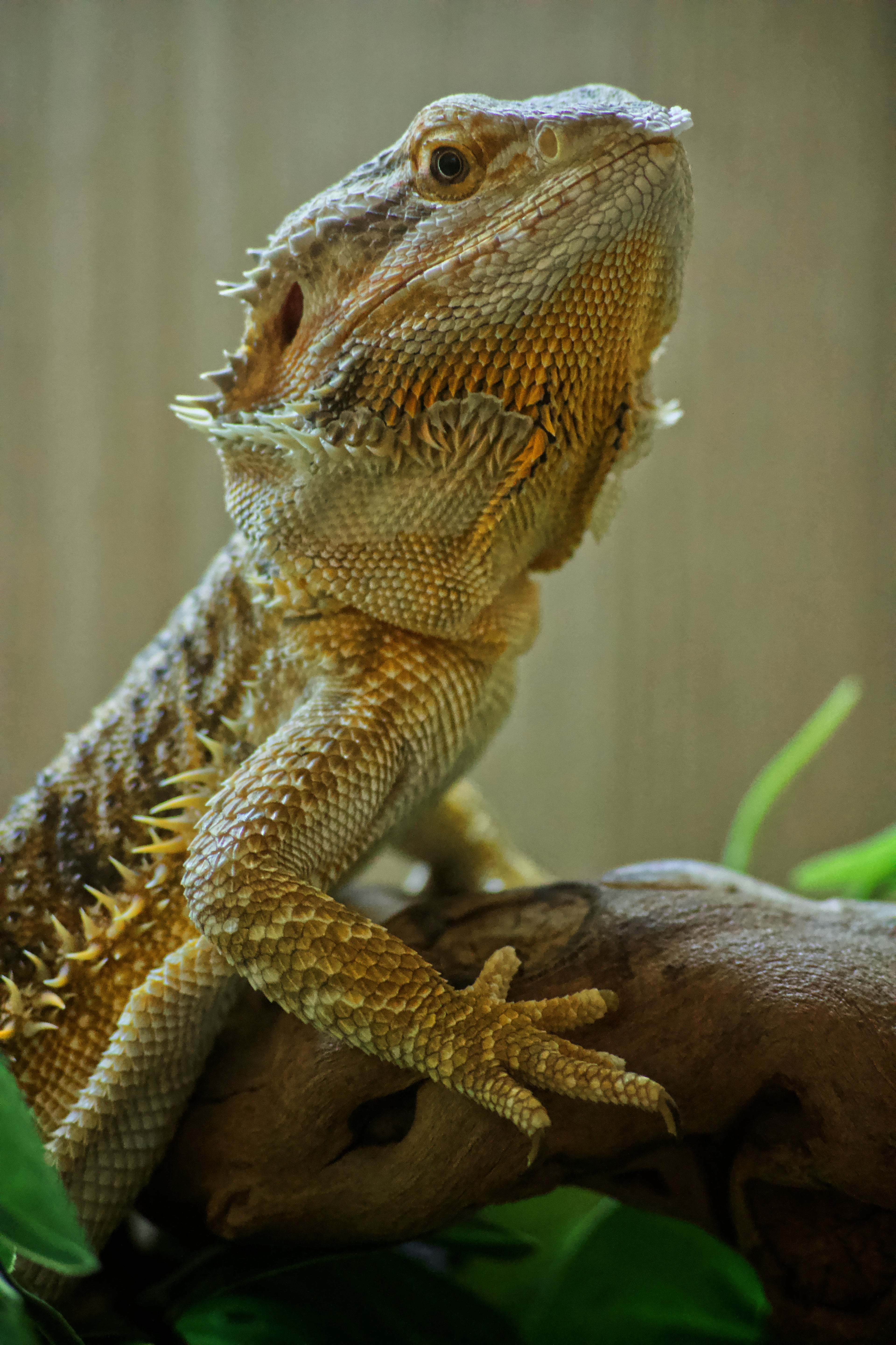 Bearded dragon perched on a natural branch. Photo by Adam Mills on Unsplash.
