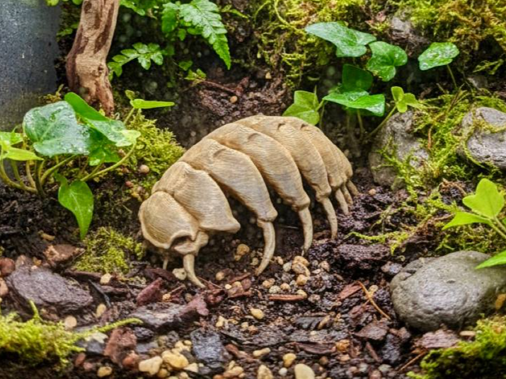 Isopod Fossil — designer reference view