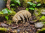 Isopod Fossil — designer reference view