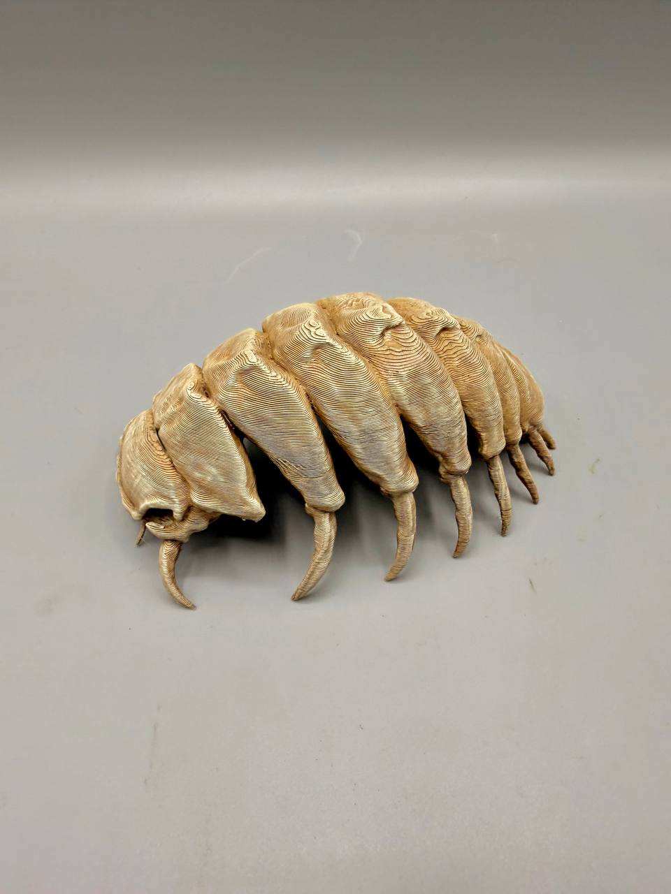 Isopod Fossil | Prehistoric Terrarium Hide Secondary image