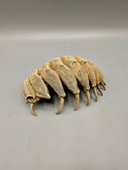 Isopod Fossil — designer reference view