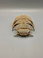 Isopod Fossil — designer reference view