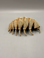 Isopod Fossil — designer reference view