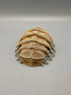 Isopod Fossil — designer reference view