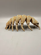 Isopod Fossil — designer reference view
