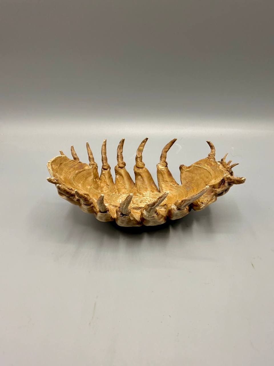 Isopod Fossil — designer reference view