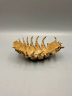 Isopod Fossil — designer reference view