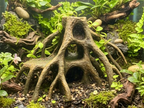 Mangrove Root Caves – designer photograph 1; painted example