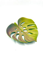 Monstera Bowl — original licensed view 2