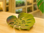 Monstera Bowl — original MakerWorld styled cover