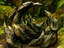 Moon Mountain — licensed designer photo; crescent rock formation supplied unpainted