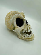 Murray Skull — original product view 2