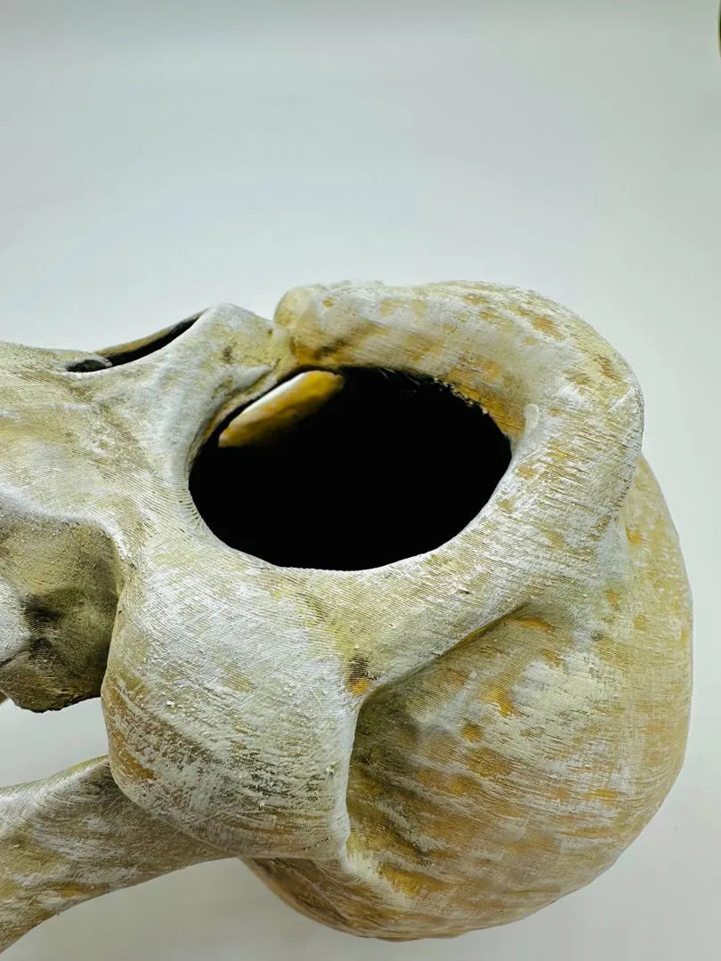 Murray Skull — original product view 6