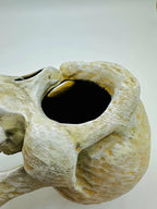 Murray Skull — original product view 6