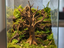 Old Tree A — designer reference view