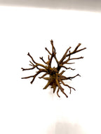 Old Tree A — designer reference view