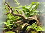 Old Tree Hideout — licensed designer view 1; supplied unpainted in your chosen colour