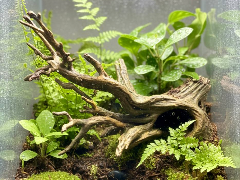Old Tree Hideout — licensed designer view 1; supplied unpainted in your chosen colour