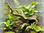 Old Tree Hideout — licensed designer view 1; supplied unpainted in your chosen colour