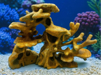 Reef Rock — original designer photograph; supplied unpainted in your selected PETG colour