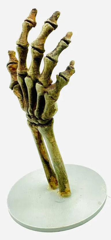 Skeleton Hands — Piece 1 — taller hand