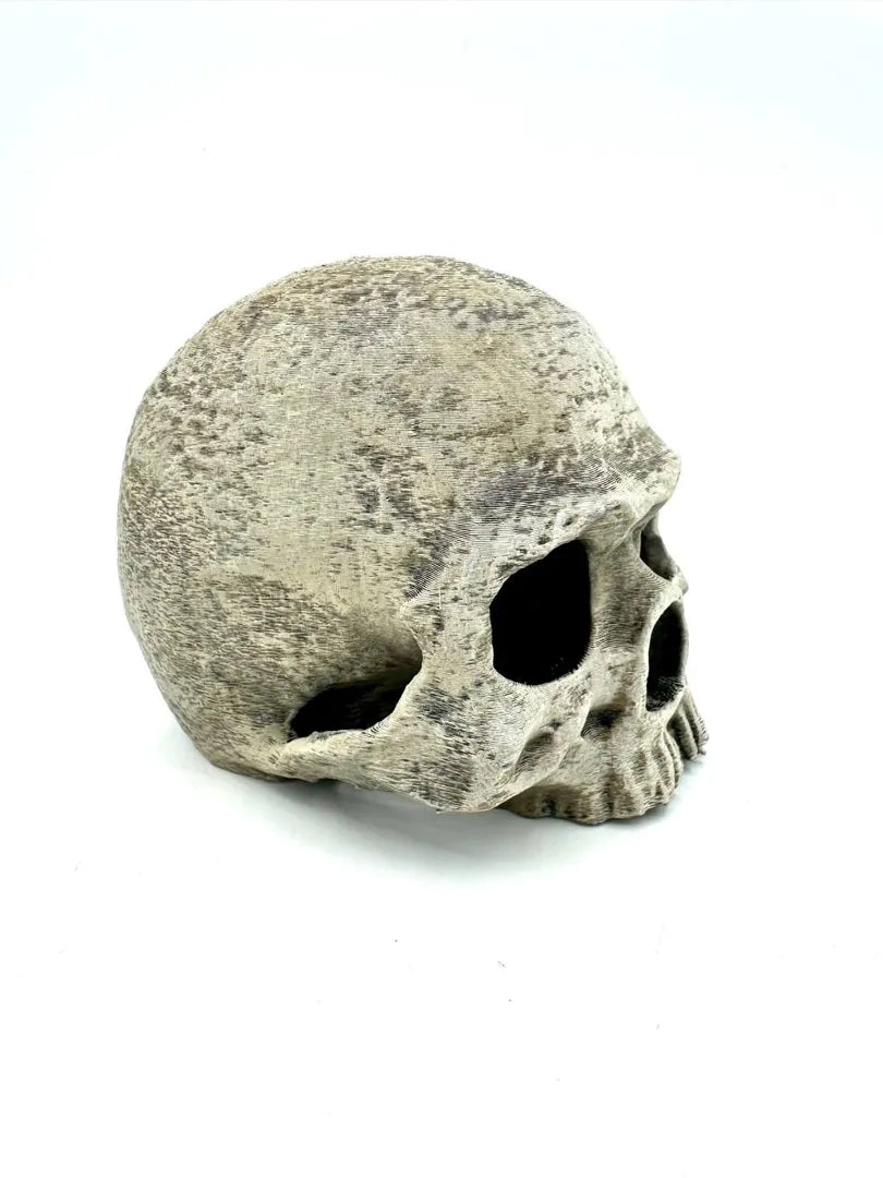 Classic Skull Hideout | Bone-Style Enclosure Shelter Secondary image