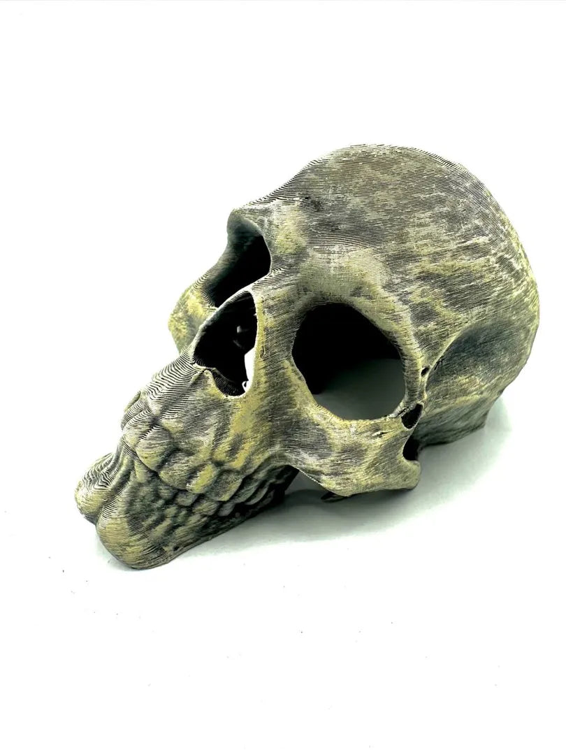 Weathered Skull Hideout | Open-Back Bone Shelter Secondary image