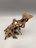 Slanted Mangrove Root – gallery