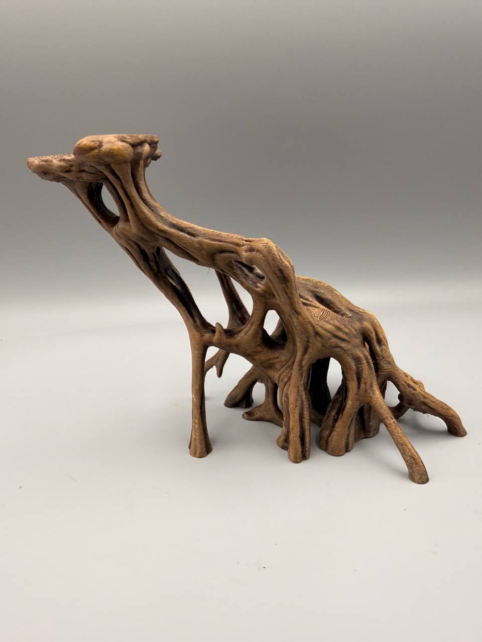 Slanted Mangrove Root – gallery