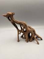 Slanted Mangrove Root – gallery
