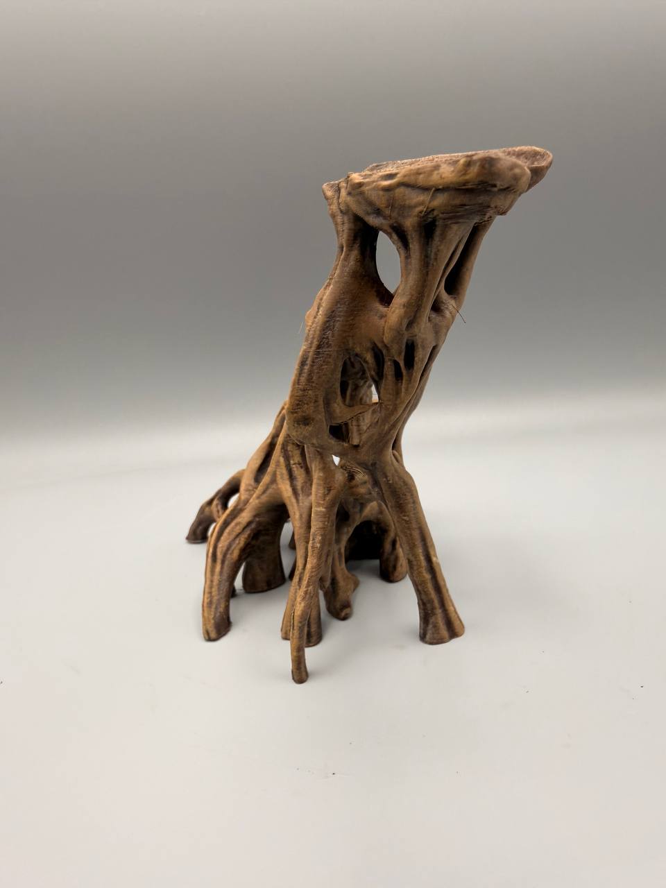 Slanted Mangrove Root – gallery