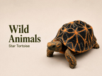 Star Tortoise – cover